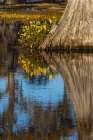 Yellow coreopsis flowers, bald cypress trees in southern swamp, Caddo Lake, Texas. Art Print